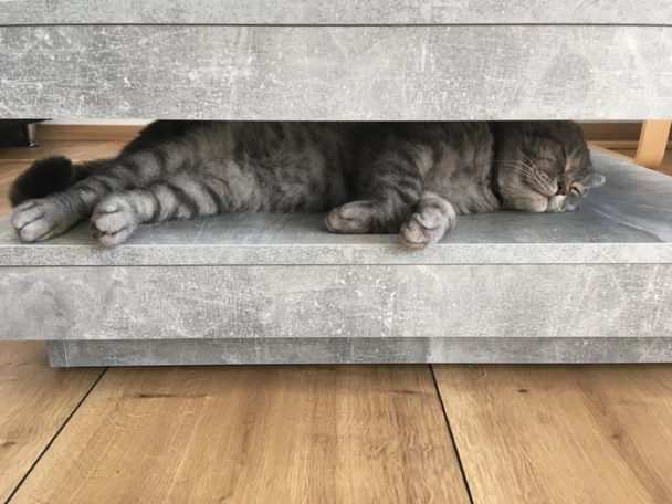 Cat sandwich 🥪