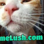 Khajit has coin, if you have bbq