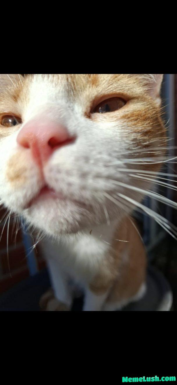 Khajit has coin, if you have bbq Khajit has coin, if you have bbq