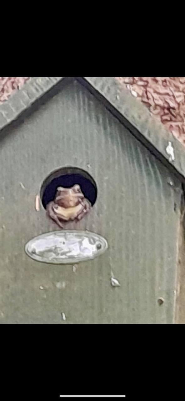 Frog living his best life