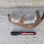 Something killed this little thing in my garden…