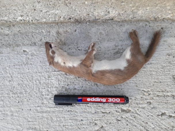 Something killed this little thing in my garden… Something killed this little thing in my garden…