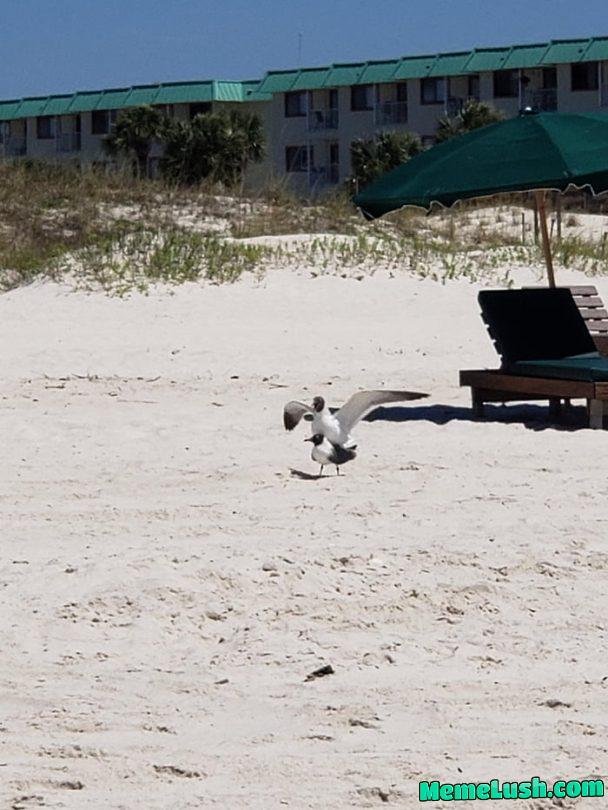 The beach is getting hotter! The beach is getting hotter!