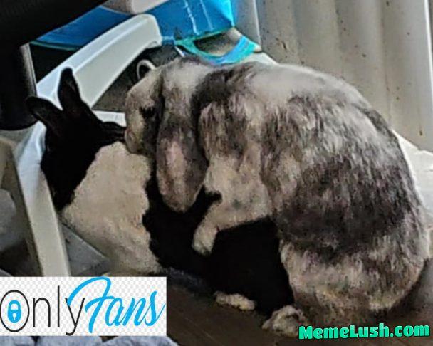 He’s (Dusty) been after her (Tempest) for 2 months since her mate Lightning ran away. He finally got her! Still baffles my mind how quickly they acclimated (as opposed to just attacking each other). She’s friendly with his brother, Patches, too!