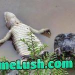 Caiman photographed just before feasting on his friend