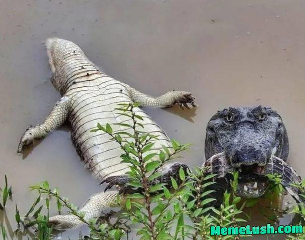Caiman photographed just before feasting on his friend