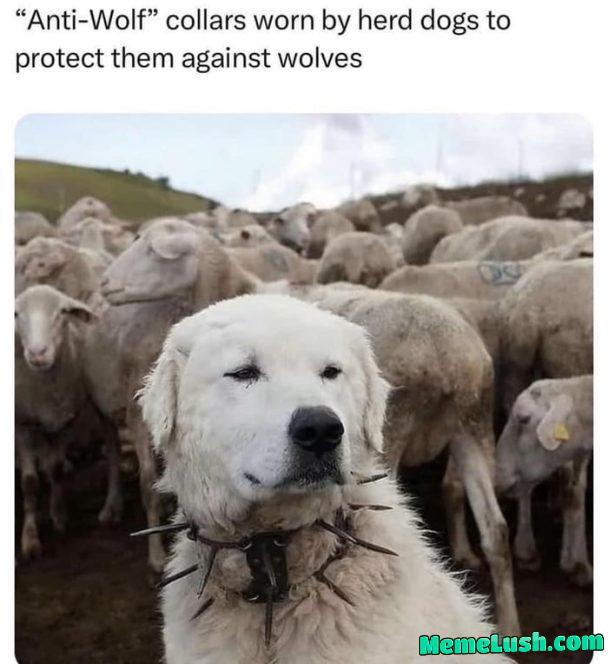 Wolf-proof neck
