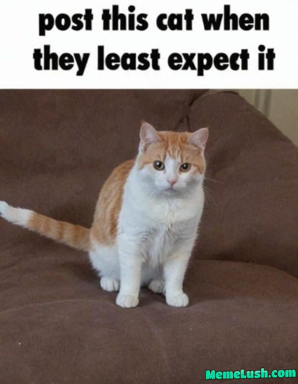 Make Memes, not politics! Make Memes, not politics!