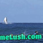 Epic photo of a whale (Left) and Costa Rica’s Brisa Hennessy (Right) while competing in the women’s surfing semi-finals, in Teahupo’o, on the French Polynesian Island of Tahiti.