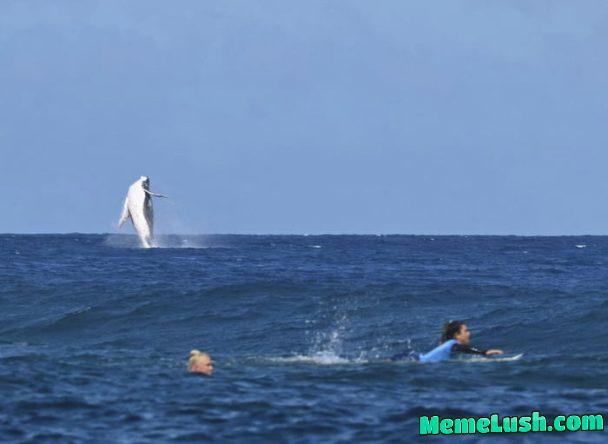 Epic photo of a whale (Left) and Costa Rica’s Brisa Hennessy (Right) while competing in the women’s surfing semi-finals, in Teahupo’o, on the French Polynesian Island of Tahiti.