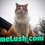 Gimme the funniest cat videos you have…straight to the comments!