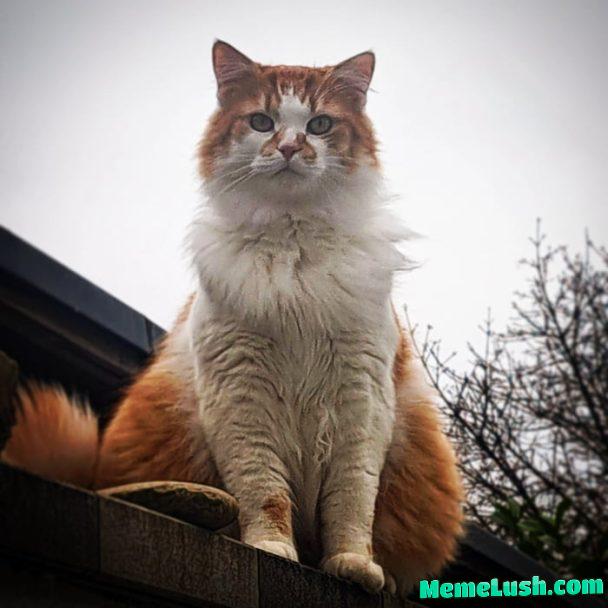 Gimme the funniest cat videos you have…straight to the comments! Gimme the funniest cat videos you have…straight to the comments!