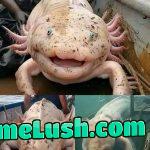 Friendly giant friend