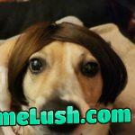 Random buy of a dog wig for his male pattern balding. He is hitting it off at the Holiday Inn bar off of interstate 35