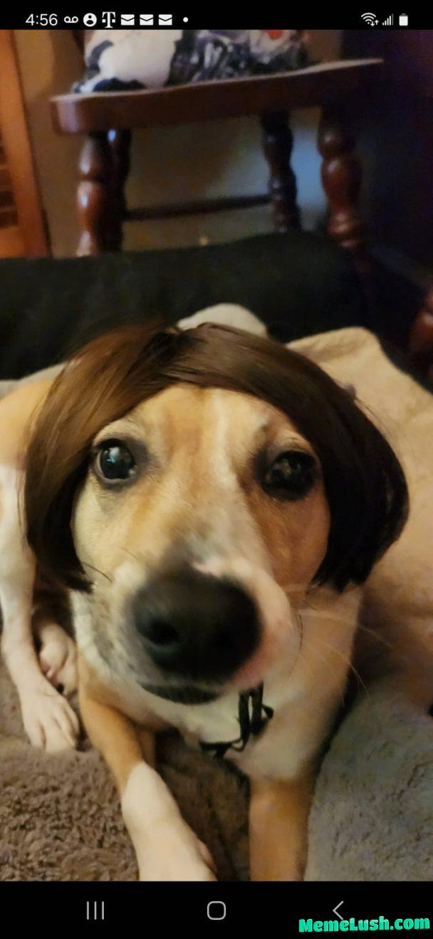 Random buy of a dog wig for his male pattern balding. He is hitting it off at the Holiday Inn bar off of interstate 35 Random buy of a dog wig for his male pattern balding. He is hitting it off at the Holiday Inn bar off of interstate 35