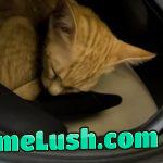 Bought him a bed, but I guess that doesn’t count. Meet Simba.