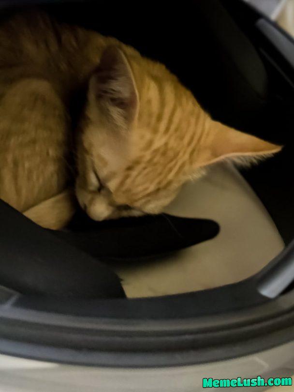 Bought him a bed, but I guess that doesn’t count. Meet Simba. Bought him a bed, but I guess that doesn’t count. Meet Simba.