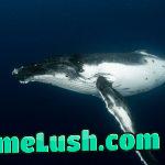 FYI – blue whale fart bubbles are big enough to hold a 2009 Toyota Yaris hatchback