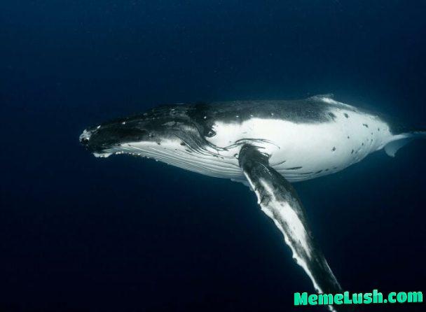 FYI – blue whale fart bubbles are big enough to hold a 2009 Toyota Yaris hatchback FYI – blue whale fart bubbles are big enough to hold a 2009 Toyota Yaris hatchback