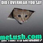 It’s Caturday everyday, lately