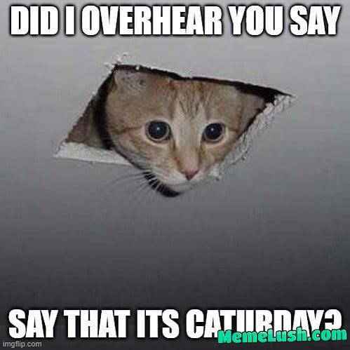 It’s Caturday everyday, lately