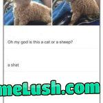 Do you know what breed this is