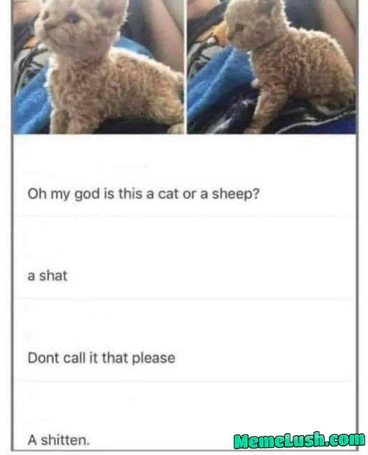 Do you know what breed this is Do you know what breed this is