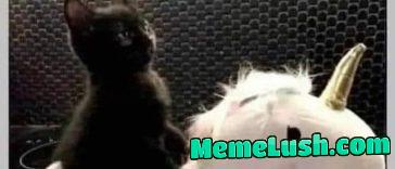 I need a cute little chaos kitty in my life
