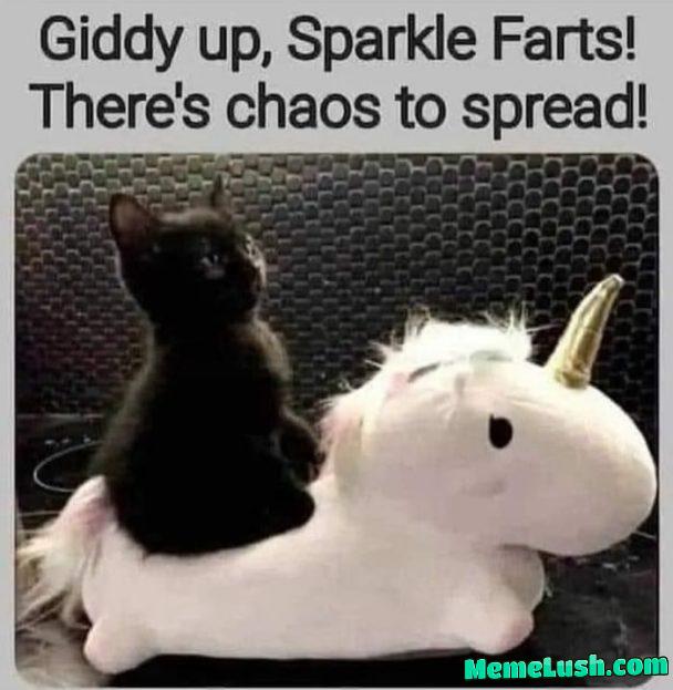 I need a cute little chaos kitty in my life I need a cute little chaos kitty in my life