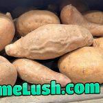 Found me a dicktater in the wild