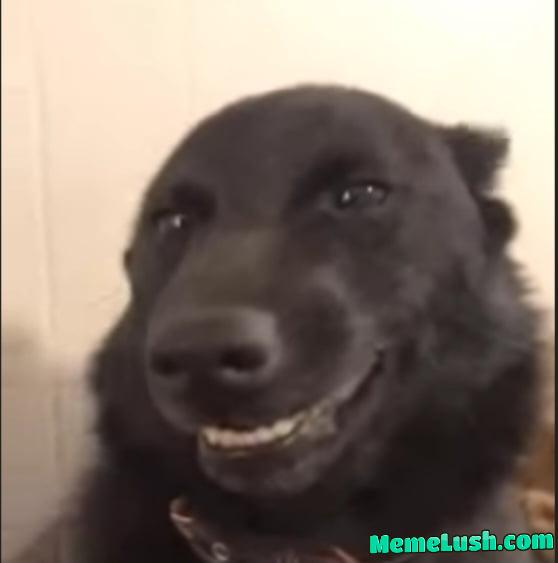 New meme material New meme material