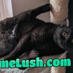 Draw me like one of your french girls