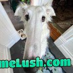 Meet Lapsha, the dog with the world’s longest nose