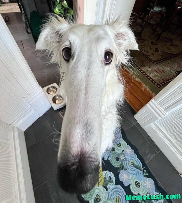 Meet Lapsha, the dog with the world’s longest nose