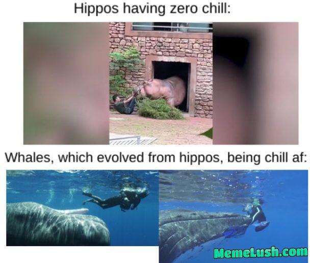 What 55 million years does to a mf What 55 million years does to a mf