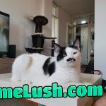 We still on cats? This is Digit, known as Kittler.