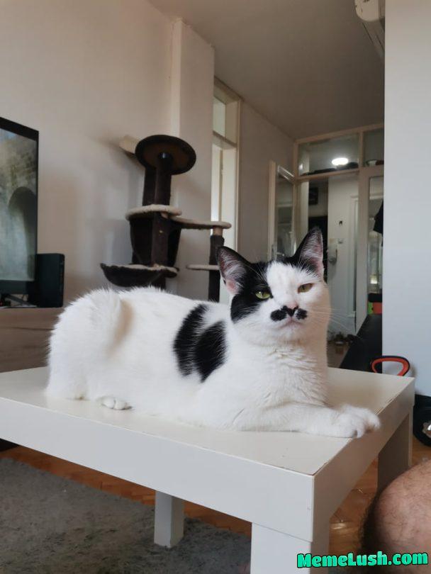 We still on cats? This is Digit, known as Kittler.