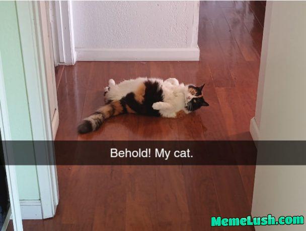We still doing cats?
