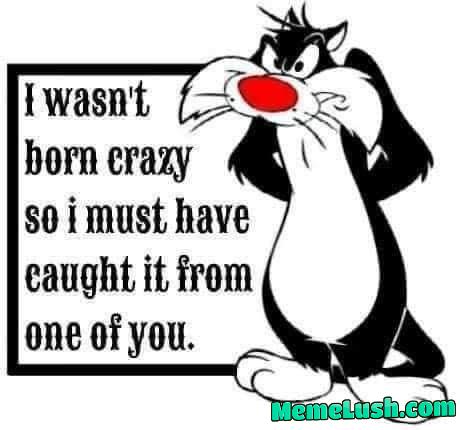 A cat is angry. A cat is angry.