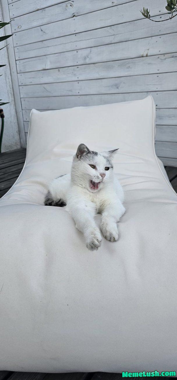 Derpy happy cat