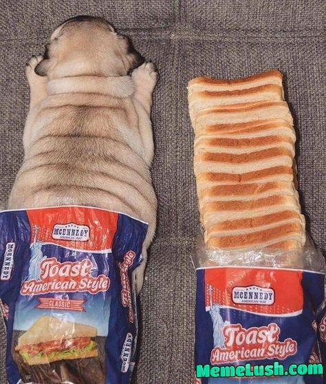 2 toast breads chilling