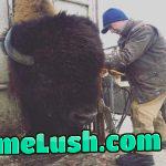 This is how large a fully grown bison can get. This one weighs around 3000 pounds.