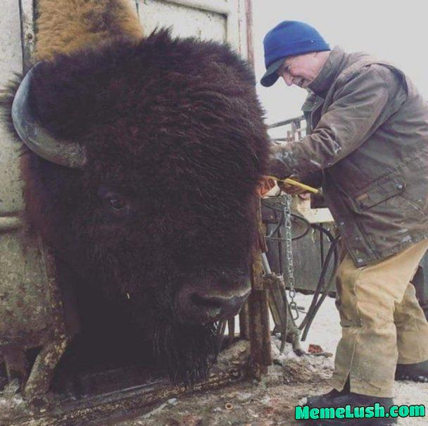 This is how large a fully grown bison can get. This one weighs around 3000 pounds.