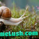 You have been visited by an immortal snail. Choose what are you gonna do A. Boop it B. Run for it