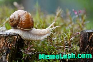You have been visited by an immortal snail. Choose what are you gonna do A. Boop it B. Run for it You have been visited by an immortal snail. Choose what are you gonna do A. Boop it B. Run for it