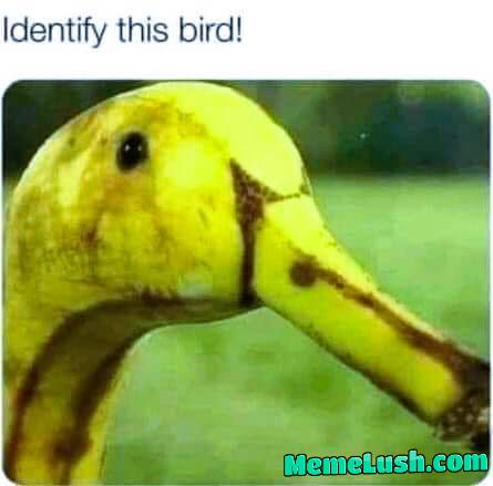 Ducknana?? Ducknana??