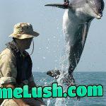 KDog, a bottlenose dolphin apart of the U.S. Navy Marine Mammal Program, performing mine-clearance work in the Persian Gulf during the Iraq War