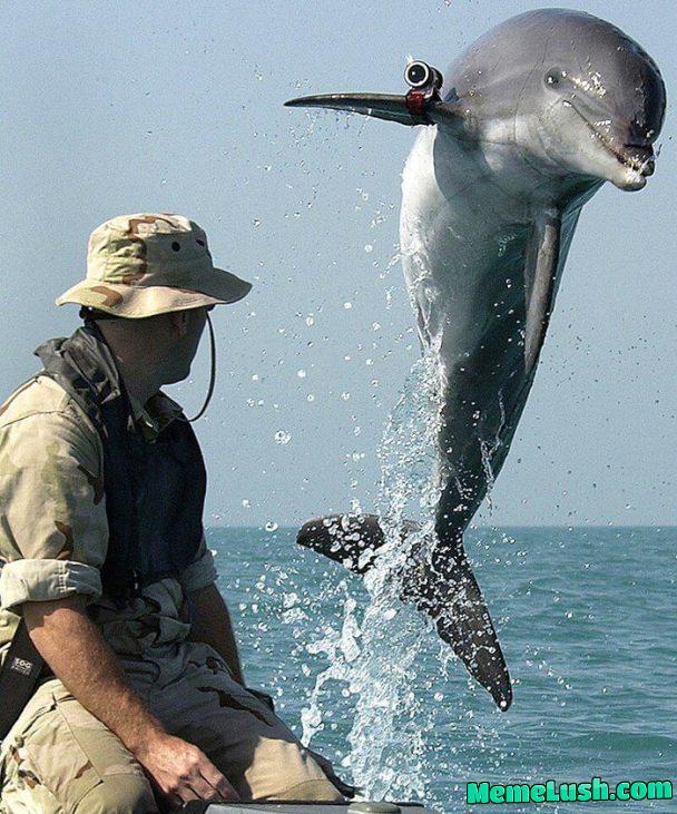 KDog, a bottlenose dolphin apart of the U.S. Navy Marine Mammal Program, performing mine-clearance work in the Persian Gulf during the Iraq War