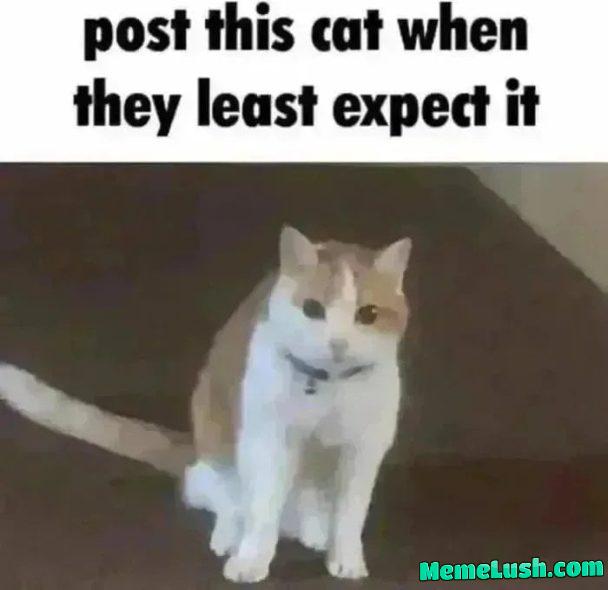 Show me your best cat memes Show me your best cat memes