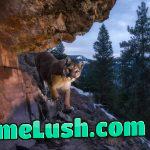 Couger on the trail